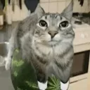 watermeloncar