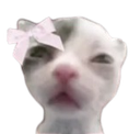 Coquette_cat Discord emoji