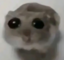 sad_hamster Discord emoji