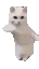 catDance