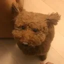 EarflyingMon