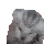 5882voicesezgif