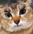 caca