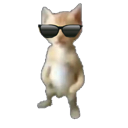 swagcat