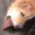 mlem