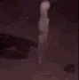 broisdead