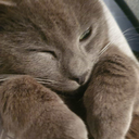 Gattito Discord emoji