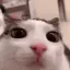 Cat_blink