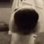 sniffa sniffa