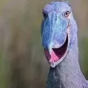 a_