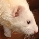 torchSniff