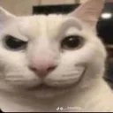 Gato
