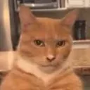 cat_really Discord Emoji