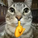 moggedcat1