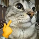 moggedcat2