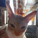 chip_listening
