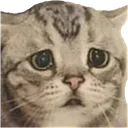 Catsad catsad Discord Emoji