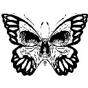 greyskullbutterfly