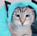 pankomiku