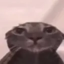 cat_wet_shower