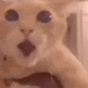 cattweakingwtf
