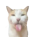 Bleh