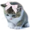akitty