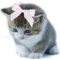 Akitty akitty Discord Emoji