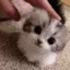 pats
