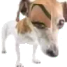 DogWat