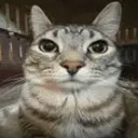 Cat Cat