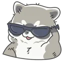 cool_raccoon