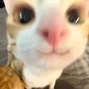 cat_smile