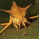 baikal_shrimp
