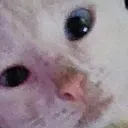 skittywuh