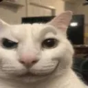 eyebrowcat
