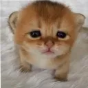 poo