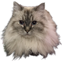 Pepper Discord emoji