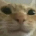 goofy_cat