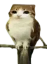 catowl