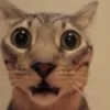cat3