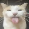 cat4