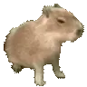 capySit
