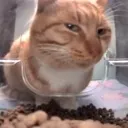 sideeye