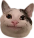 Politecat politecat Discord Emoji