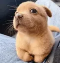 dogga