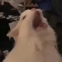 scream