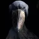 Crow