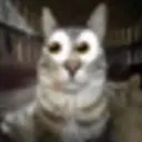 eyeston