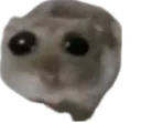 sadhamp sadhamp